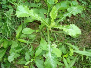 Sonchus asper - Juvenile plant in nature